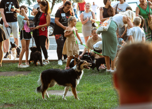 Fotografija 30 - Šibenske šape rođendan proslavile izložbom pasa, tombolom i kvizom