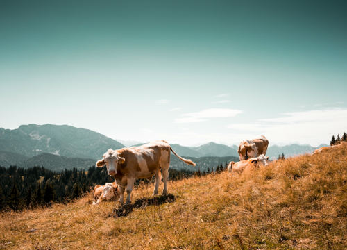 U prošloj godini zabilježen pad proizvodnje mlijeka hrvatskih OPG-ova