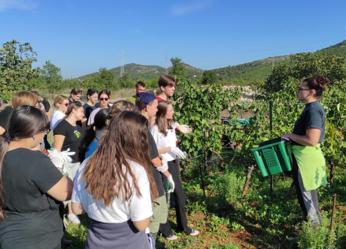 Fotografija 2 - Šibenski učenici sudjelovali u berbi grožđa: 'Tko kaže da današnje generacije ne mogu i ne žele?'