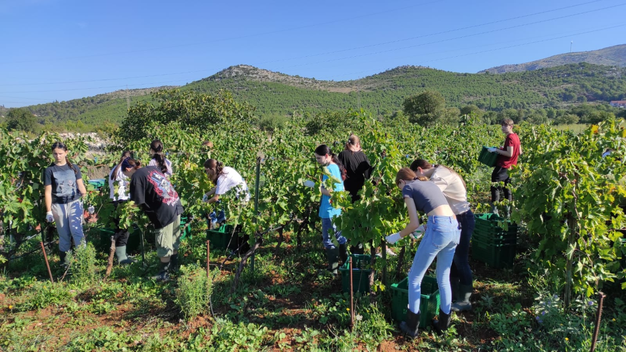 Šibenski učenici sudjelovali u berbi grožđa: 'Tko kaže da današnje generacije ne mogu i ne žele?'
