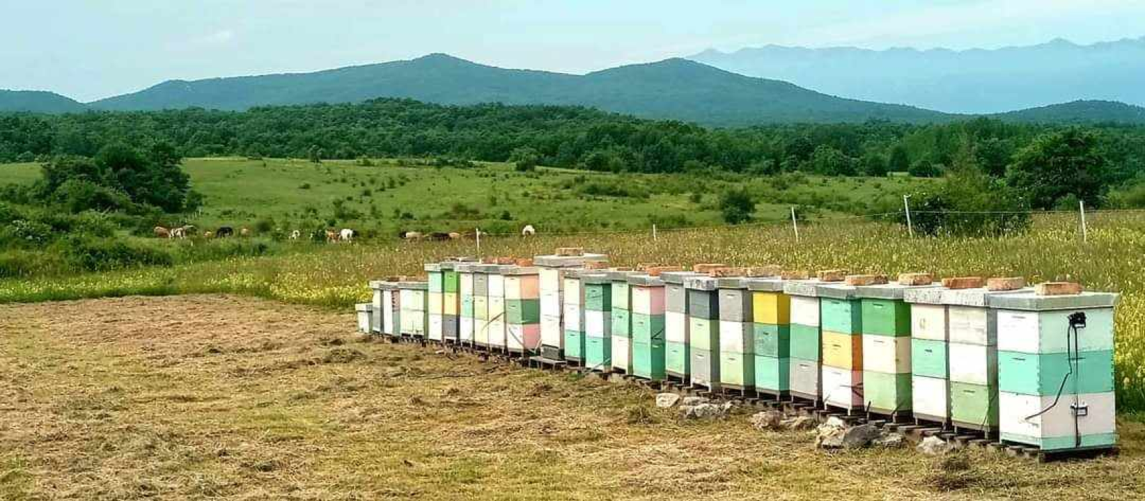 Krešimir je inženjer, ali i pčelar kojemu je hobi postao posao: 'U ovome ne smije biti matematičke računice'