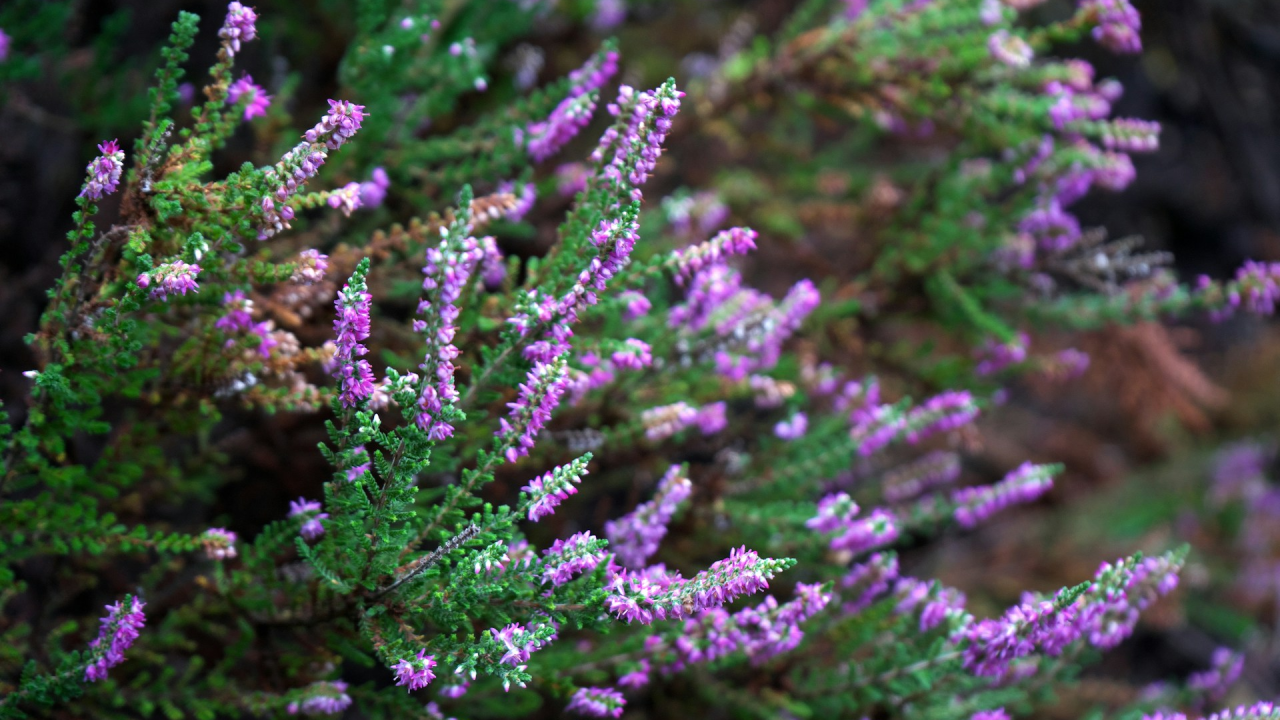 Uljepšajte svoj vrt: Tajna njege prekrasne biljke koja cvjeta do kasno u jesen