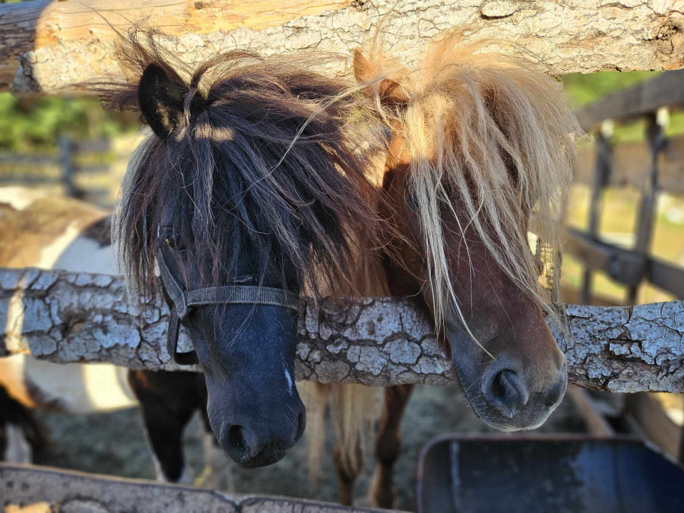 Sve je krenulo s nekoliko ovaca, a danas obitelj Zelenika iz Knina ima pravo životinjsko carstvo