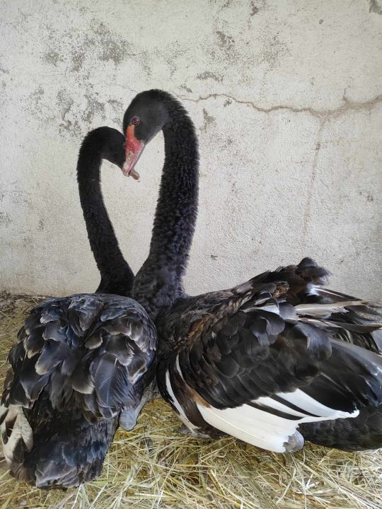 Sve je krenulo s nekoliko ovaca, a danas obitelj Zelenika iz Knina ima pravo životinjsko carstvo