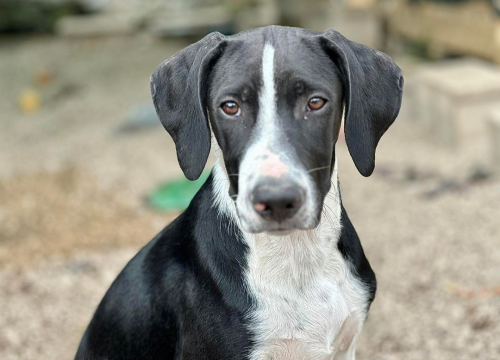 Šibenske šape skrbe o mnoštvu krznenih njuškica. Svima treba dom