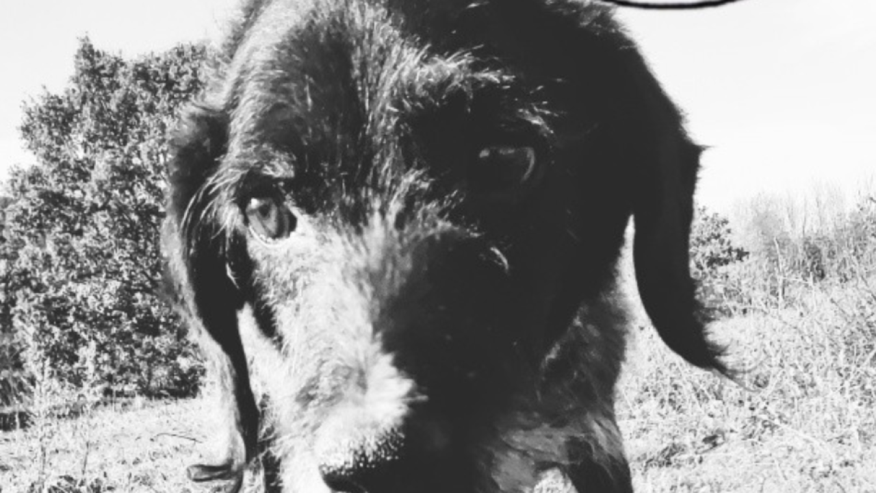 Iza duge otišao pas koji je 15 godina živio na lancu, a tek je u kninskoj udruzi upoznao slobodu