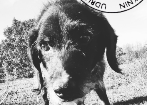 Iza duge otišao pas koji je 15 godina živio na lancu, a tek je u kninskoj udruzi upoznao slobodu