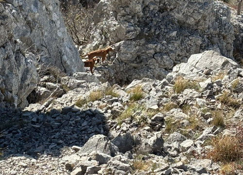 Fotografija 9 - Šibenski HGSS-ovci spasili dva lovačka psa na surovom terenu Dinare