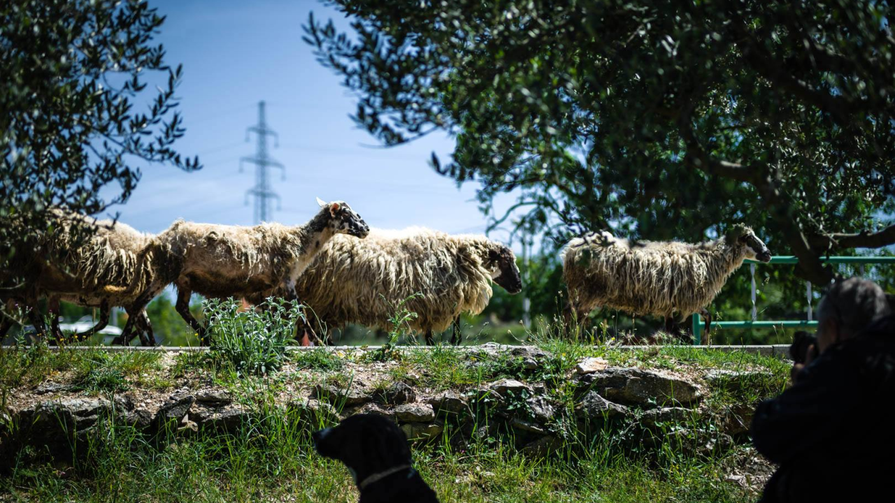 U vozilu MORH-a u Pađenima naletio na stado ovaca