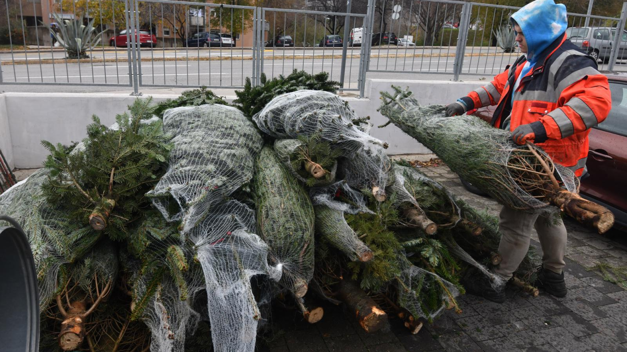 Prva božićna drvca u Šibeniku čekaju kupce. Izbor je bogat, a cijene su za svačiji džep