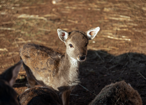 Fotografija 3 - Jelena, Nina i Srećko oduševe svakoga tko posjeti Happy Horse u Dubravi