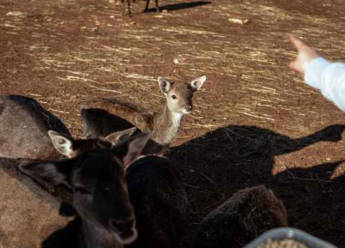 Fotografija 12 - Jelena, Nina i Srećko oduševe svakoga tko posjeti Happy Horse u Dubravi