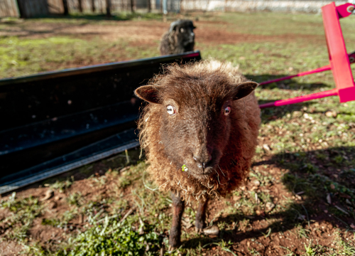 Fotografija 11 - Jelena, Nina i Srećko oduševe svakoga tko posjeti Happy Horse u Dubravi