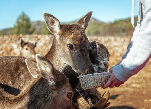 Fotografija 14 - Jelena, Nina i Srećko oduševe svakoga tko posjeti Happy Horse u Dubravi