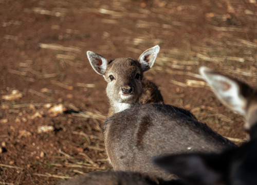Fotografija 16 - Jelena, Nina i Srećko oduševe svakoga tko posjeti Happy Horse u Dubravi