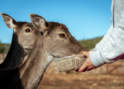 Fotografija 19 - Jelena, Nina i Srećko oduševe svakoga tko posjeti Happy Horse u Dubravi