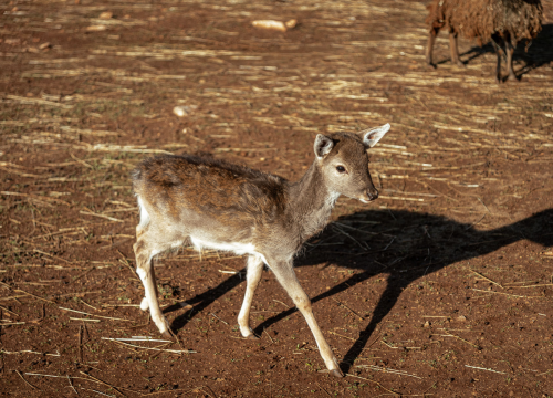 Fotografija 20 - Jelena, Nina i Srećko oduševe svakoga tko posjeti Happy Horse u Dubravi