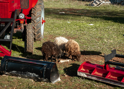Fotografija 22 - Jelena, Nina i Srećko oduševe svakoga tko posjeti Happy Horse u Dubravi