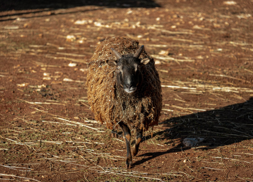 Fotografija 24 - Jelena, Nina i Srećko oduševe svakoga tko posjeti Happy Horse u Dubravi