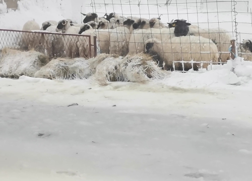 Fotografija 11 -  U Lici iz snježne oluje spašeno 48 ljudi