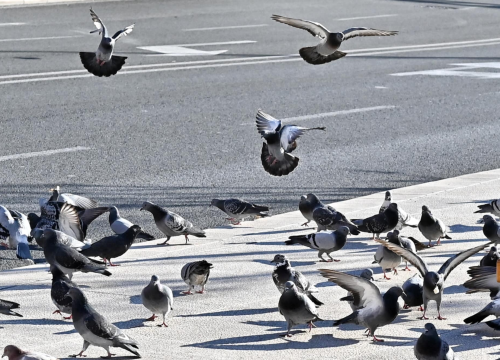 Fotografija 35 - FOTO Đir po gradu, subota 11. siječnja