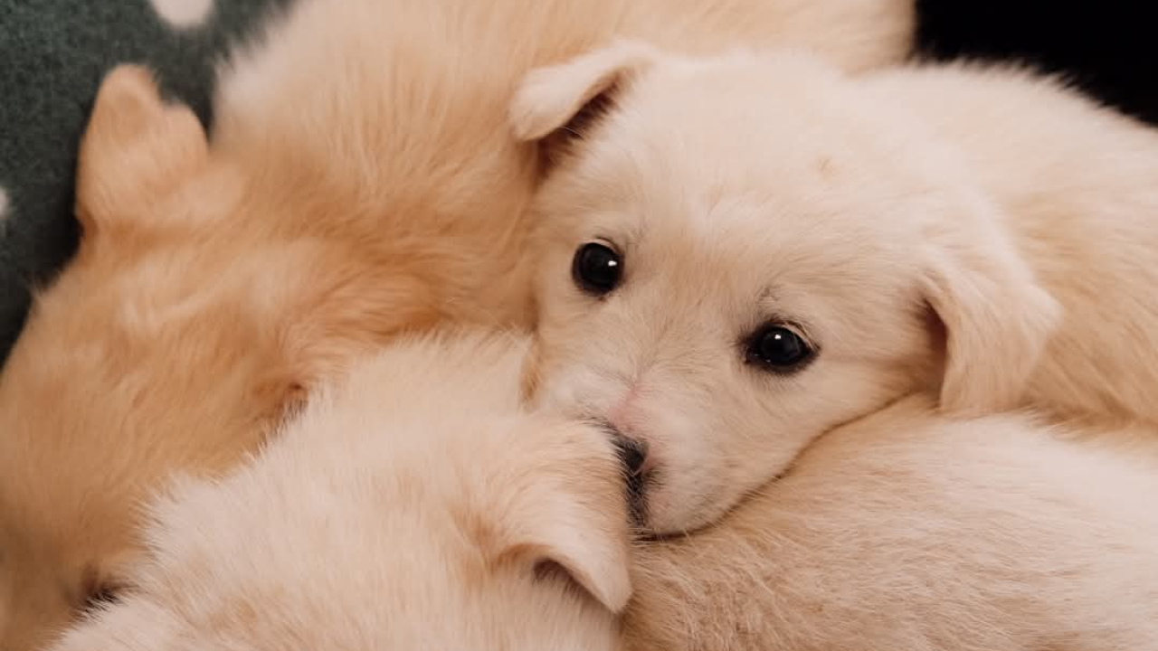 Na groblju u Kninu nađeno je deset štenaca. Sedam ih traži dom