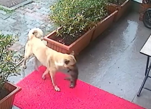 Nevjerojatno: Kujica donijela bolesno štene pred vrata veterinarske klinike