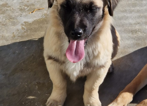 Fotografija 12 - Vrckava kujica Emma traži svoj zauvijek dom