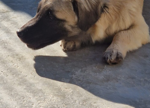 Fotografija 1 - Vrckava kujica Emma traži svoj zauvijek dom