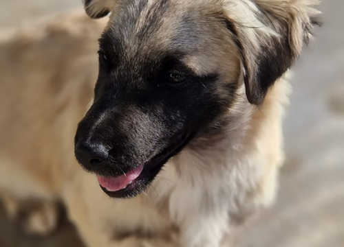 Fotografija 3 - Vrckava kujica Emma traži svoj zauvijek dom