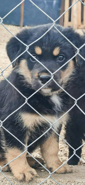 Maleni štenci stari samo dva mjeseca traže udomitelje