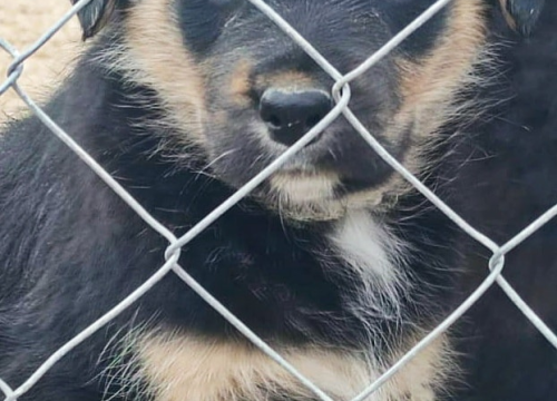 Fotografija 2 - Maleni štenci stari samo dva mjeseca traže udomitelje