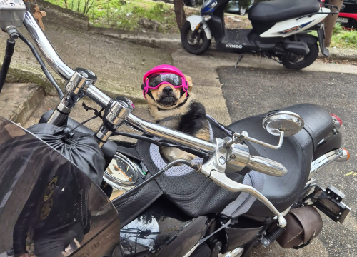 Fotografija 4 - Bajkerica Rea šibenska je atrakcija