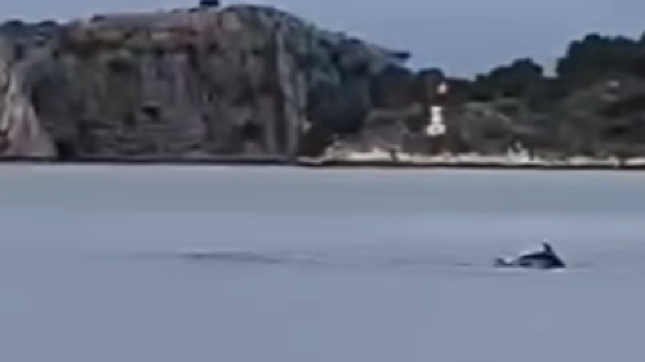 Predivan prizor na šibenskoj rivi: Razigrani dupini razveselili prolaznike