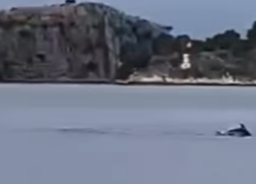 Predivan prizor na šibenskoj rivi: Razigrani dupini razveselili prolaznike