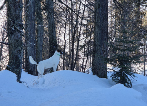 Fotografija 7 - Od odbačenog šteneta do potražnog psa