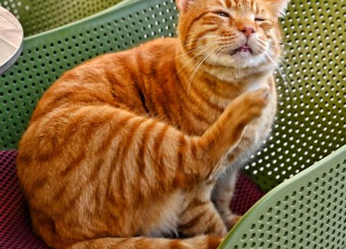 Fotografija 10 - Đir po gradu, subota 1. veljače