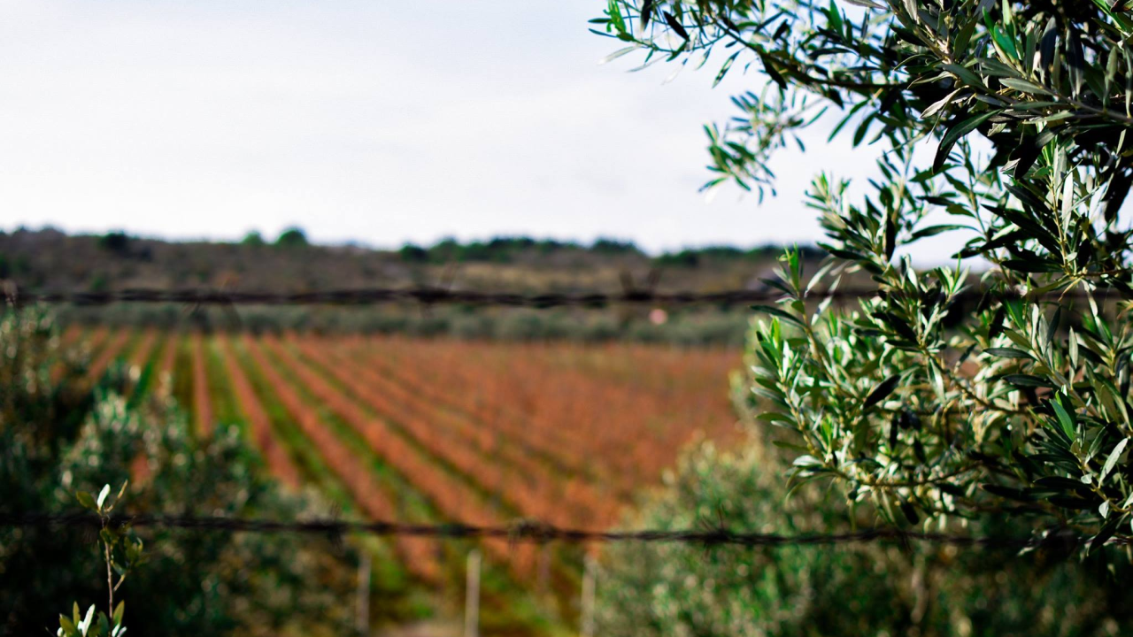 Raspisan je natječaj za financiranje mladih poljoprivrednika