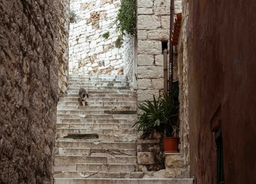 Fotografija 12 - Gorica zimi: U starom šibenskom kvartu 'nema pasa', ali nađe se poneka mačka