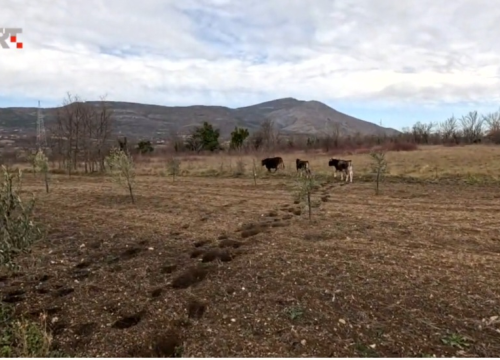 Stoka bez nadzora u Drnišu uništava usjeve i ugrožava živote, policija ne može riješiti problem
