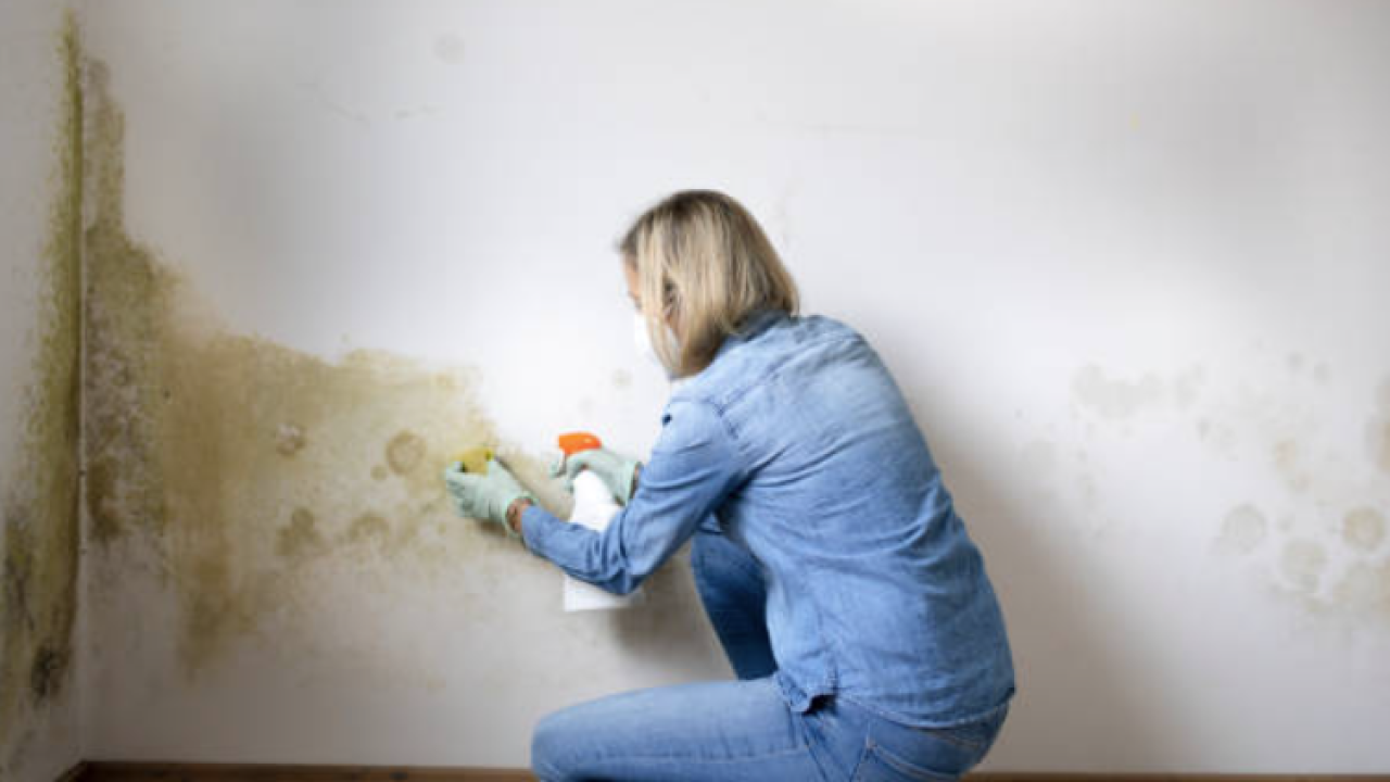 Internet je prepun magičnih proizvoda za eliminaciju vlage i gljivica, djeluju li stvarno?