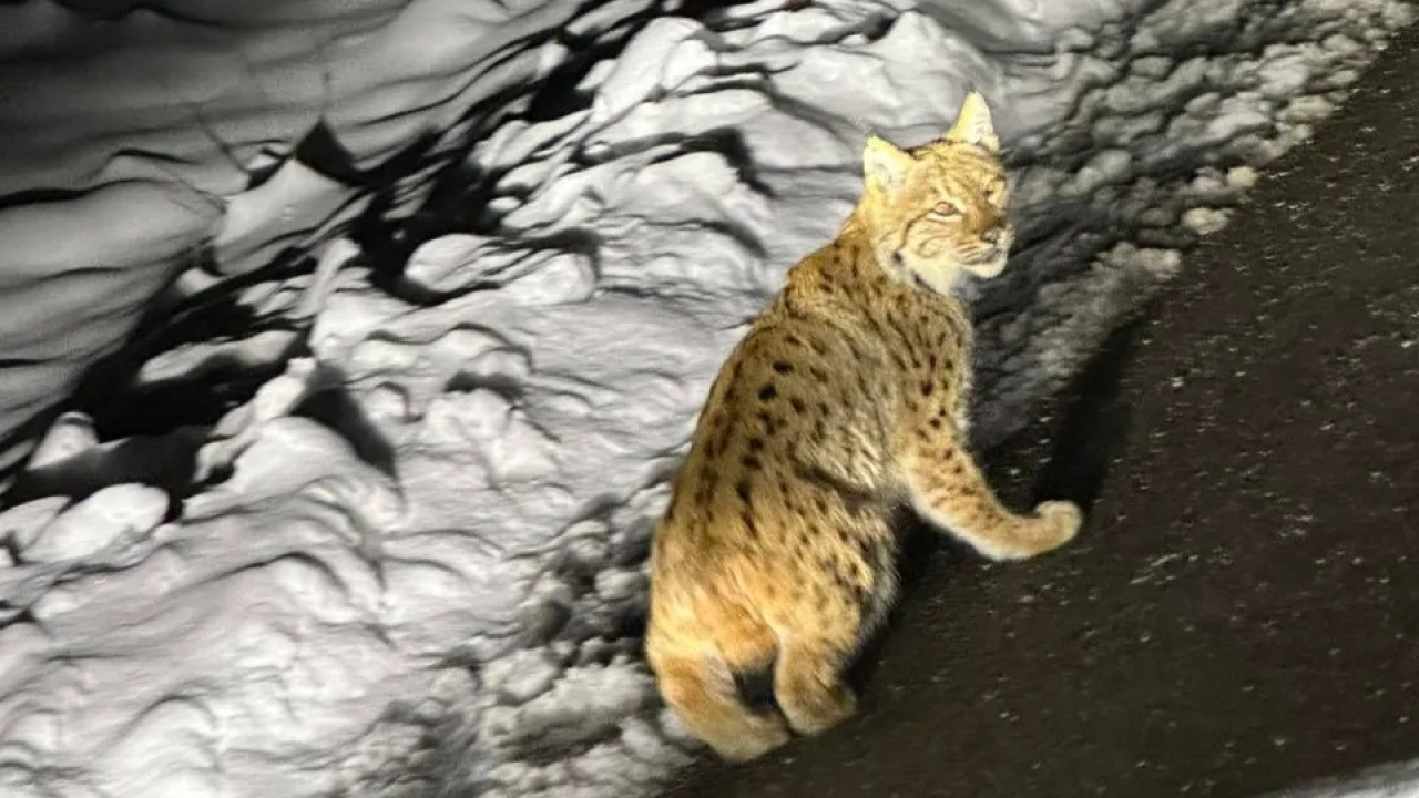 Njegovo veličanstvo ris: Snimljen rijedak susret s vladarom divljine