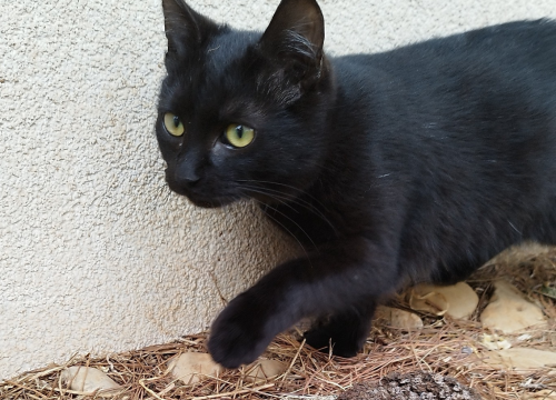 Fotografija 3 - Mace Funcutice hitno traže domove za tri napuštena mačića