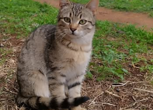 Fotografija 1 - Mace Funcutice hitno traže domove za tri napuštena mačića