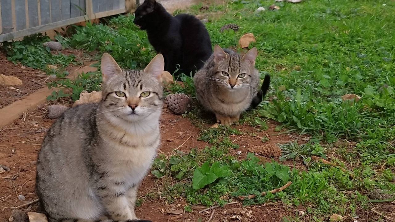 Mace Funcutice u akciji: Hitno traže domove za tri napuštena mačića