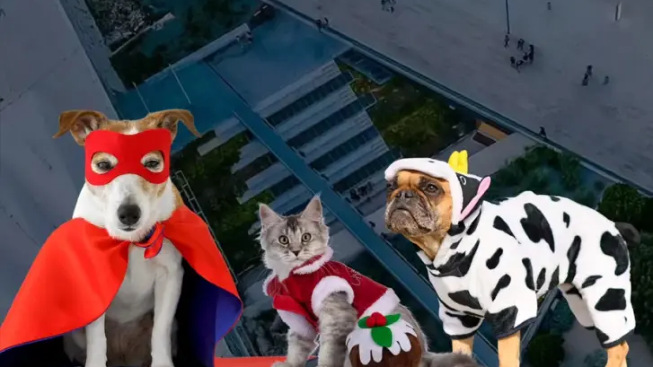 Karneval kućnih ljubimaca otkazan zbog kiše