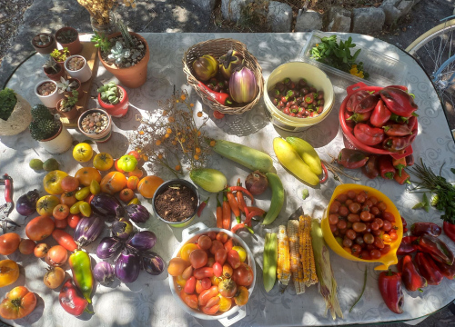 Fotografija 19 - Antonija je ekonomiju zamijenila prirodom