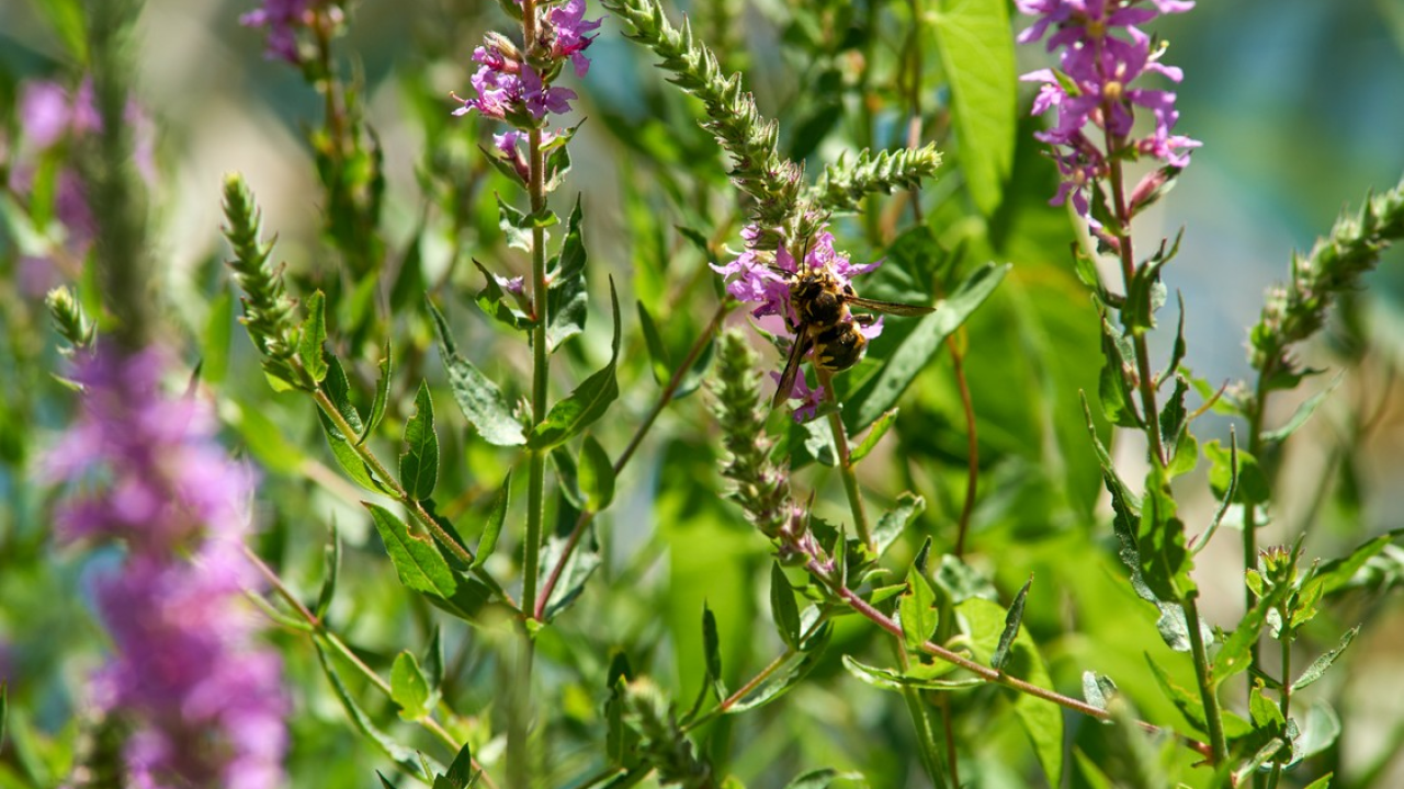 'Susret s lokalnim stanovništvom': Pčelari s područja rijeke Krke saznat će sve o uzgoju pčelinjih matica