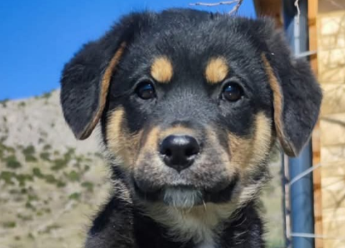 Fotografija 1 - Preslatki Rayder iz Šibenskih šapa traži dom