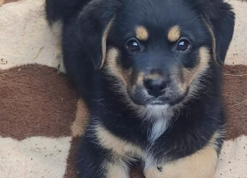 Fotografija 3 - Preslatki Rayder iz Šibenskih šapa traži dom